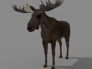 仮想ヘラジカ 3Dモデル