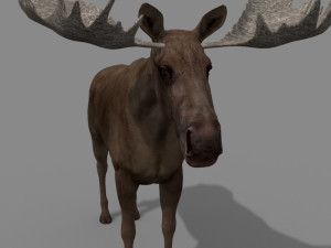 virtual moose 3D Model