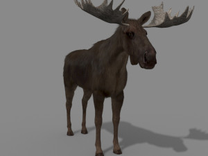 virtual moose 3D Model