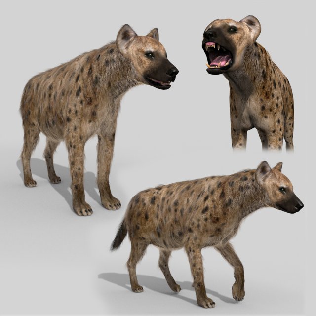 hyena value - 3d animated hyena model 3D 模型 .c4d .max .obj .3ds .fbx .stl .blend 