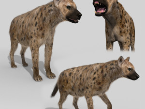 hyena value - 3d animated hyena model 3D Model