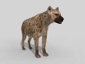 hyena value - 3d animated hyena model 3D 模型