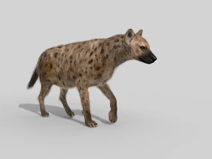 hyena value - 3d animated hyena model 3D Model