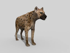 hyena value - 3d animated hyena model 3D Model