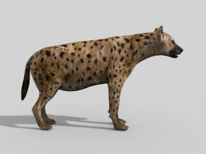 hyena value - 3d animated hyena model 3D Model