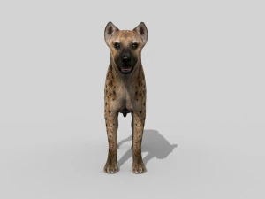 hyena value - 3d animated hyena model 3D Model