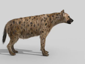 hyena value - 3d animated hyena model 3D Model