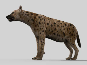 hyena value - 3d animated hyena model 3D Model