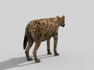 hyena value - 3d animated hyena model 3D Model