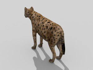 hyena value - 3d animated hyena model 3D Model