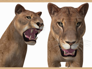 mountain lion 3D Model