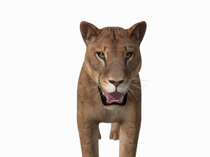 mountain lion 3D मॉडल