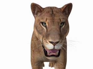 mountain lion 3D मॉडल