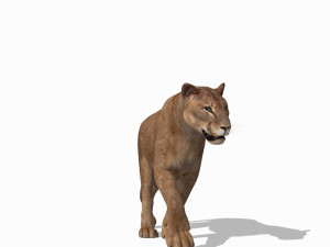 mountain lion 3D मॉडल