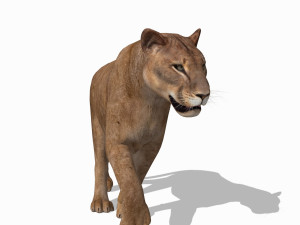 mountain lion 3D मॉडल