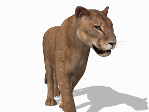 mountain lion 3D मॉडल