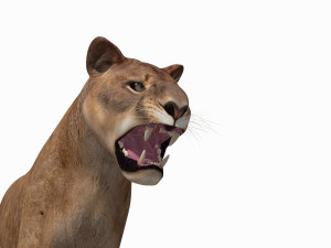 mountain lion 3D मॉडल