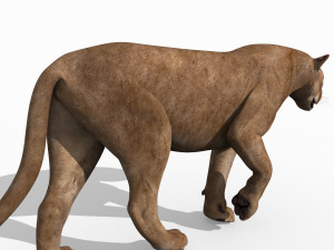 mountain lion 3D मॉडल