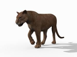 mountain lion 3D मॉडल