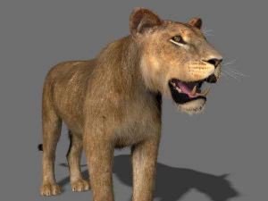 lioness fur 3D Model