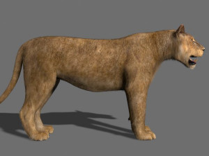 lioness fur Modelo 3D