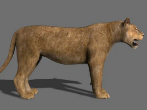 lioness fur 3D Model