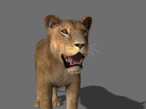 lioness fur Modelo 3D