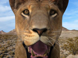 lioness fur 3D Model