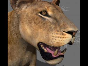lioness fur 3D Model