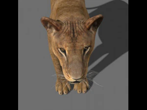 lioness fur 3D Model