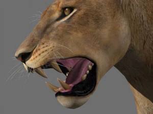 lioness fur 3D Model