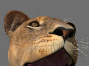 lioness fur 3D Model