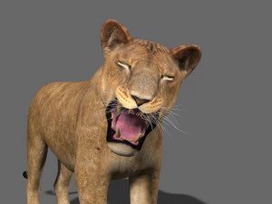 lioness fur 3D Model