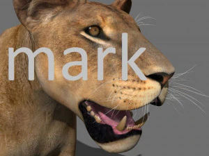 lioness fur 3D Model