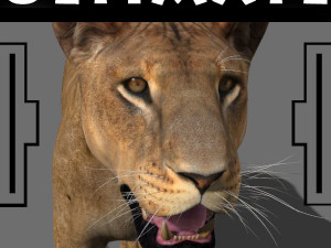 the ultimate lioness 3D Model