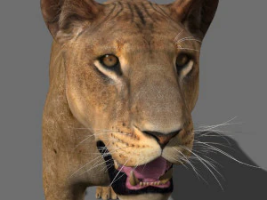 the ultimate lioness 3D Model