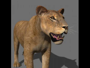 the ultimate lioness 3D Model