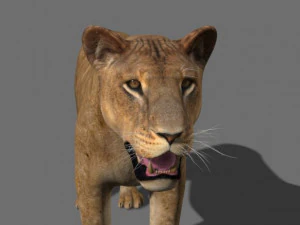 the ultimate lioness 3D Model