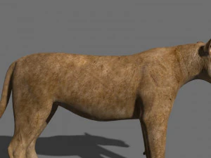the ultimate lioness 3D Model