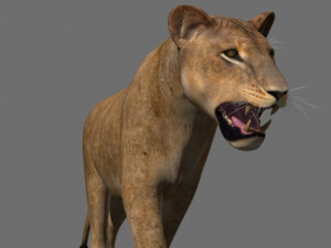 the ultimate lioness 3D Модель