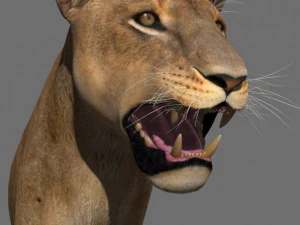 the ultimate lioness 3D Model