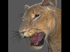 the ultimate lioness 3D Model