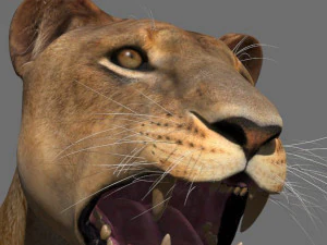 the ultimate lioness 3D Model