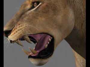 the ultimate lioness 3D Model