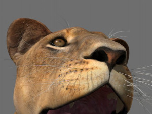 the ultimate lioness 3D Модель