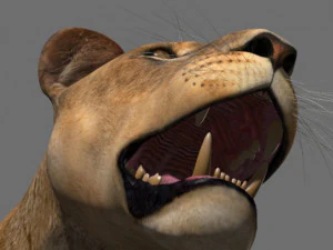the ultimate lioness 3D Model