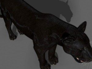 black panther Modèle 3D