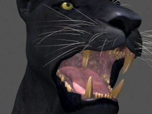 panther no fur 3D Model