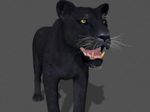 panther no fur 3D Model