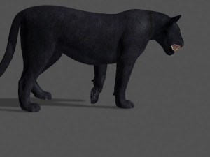 panther no fur 3Dモデル